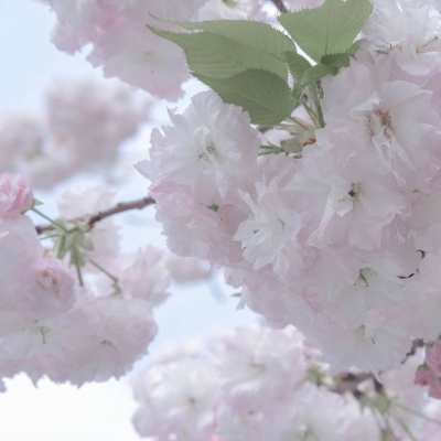 神池福瑞交流群